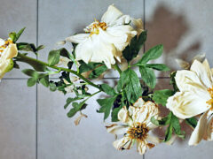 001 - Pfingstrose Tag 8